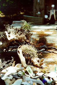 Artifacts on Little Tigertail Island