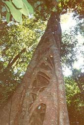 strangler fig