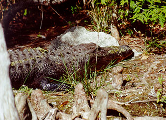 Gator