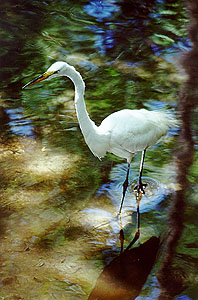 Great Egret