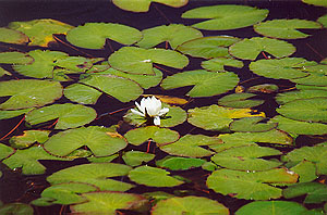 Lilypads