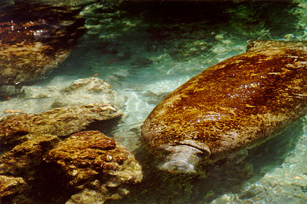 Manatee