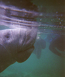 Manatee Underwater