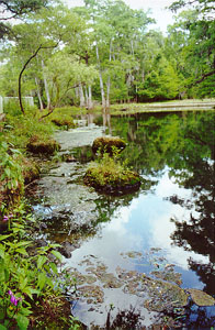 Scenic of Manatee Springs