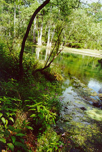 Manatee Springs