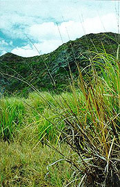 Scenery near Playa Naranjo