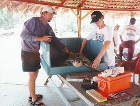 J, Louise, and Olive Ridley female